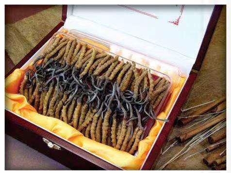 盐源冬虫夏草回收